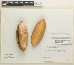 Image result for Amphilophium crucigerum