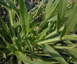 Image result for Panicum brevifolium