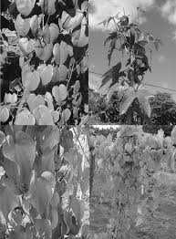 Image result for Dioscorea cayenensis