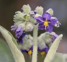 Image result for Solanum mauritianum