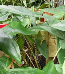 The others are simply horticultural names given by plant growers and sellers to plants that appear to be unique. Tropiki Na Podokonnike