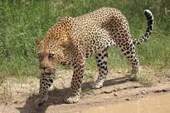 Resultado de imagen para Leopardo