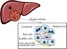 Vector illustration of human digestive system. Two Dimensional Structure Diagram Of Hepatic Lobule Liver Mainly Download Scientific Diagram