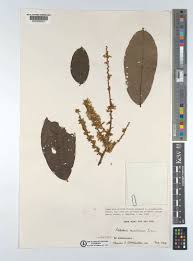 Image result for Leptoderris harmsiana