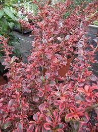 Grows twice as wide as it does tall and does well in full sun or partial shade. 40 Plants For Sun In Morning And Shade In Afternoon Ideas Plants Perennials Planting Flowers