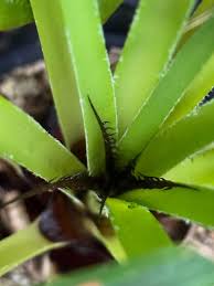 Image result for Aloe komatiensis