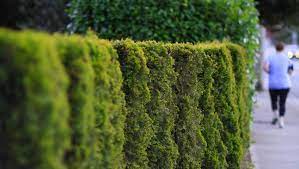 Unbeatable prices · larger plants & trees · wholesale pricing Why Cedar Trees For Sale Are The Right Choice For Your Property