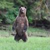Learn about the habitat and foods that grizzly bears need to be healthy. Https Encrypted Tbn0 Gstatic Com Images Q Tbn And9gcrim9ojxwi6svzfstth0kyuhjajzrq1g3kznf Agmeytwgwsxcd Usqp Cau