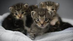 Erbrechen bei katzen kann durchaus normal sein, doch nicht wenn es täglich unseren erfahrungen nach, kommt es jedoch höchstens 1 x pro woche vor, dass eine katze kotzt (zu vor allem, weil man als katzenbesitzer ja oft einfach nicht einschätzen kann, ab wann es. Die Trachtigkeit Und Geburt Der Katze Firstvet