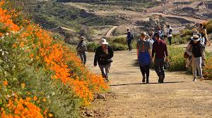 Maybe you would like to learn more about one of these? Flower Power Lake Elsinore Reopens Poppy Fields Amid Traffic Nightmare Times Of San Diego