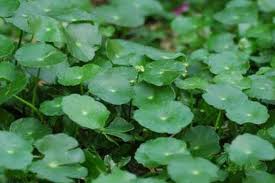 Mengobati tumor dan kanker 4. Ketahui Manfaat Daun Tapak Kuda Dan Efek Sampingnya Ringtimes Banyuwangi