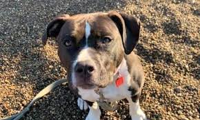 Blue pit/mastiff puppies for sale, they come with shots, shot. 3 Lovable Pups To Adopt Now In Pittsburgh