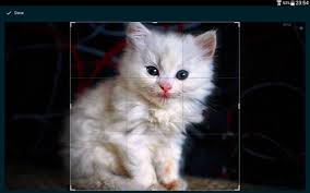 Cats Wallpapers Hq Indir Android Icin Kedi Duvar Kagitlari Uygulamasi Tamindir