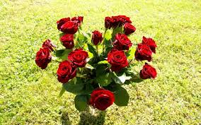 Kết quả hình ảnh cho hình ảnh hoa hồng