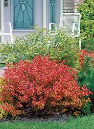 Image result for Spiraea bumalda