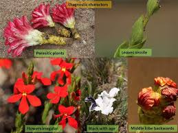 Image result for Orobanchaceae