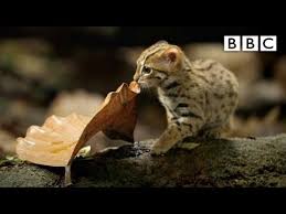 meet the world s smallest feline the rusty spotted cat rusty spotted cat small wild cats spotted cat