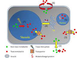 Major Mechanisms Of Resistance To Selfproduced Toxic Secondary Download Scientific Diagram