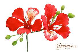 Delonix Regia Popularly Known As Flamboyant Delonix Regia Popularmente Conocida Como Malinche Framboya In 2020 Flower Painting Botanical Flowers Watercolor Flowers