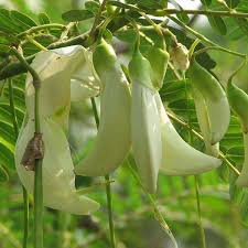 Image result for Sesbania grandiflora