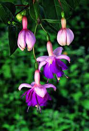 Fuchsia Lena Fuchsia Flowers Pretty Flowers Fuchsia Plant