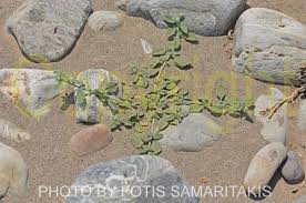 Image result for Heliotropium supinum