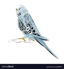 Budgerigar home pet blue pet parakeet Royalty Free Vector