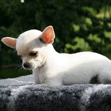 39 Chihuahua Colors Patterns Spiritdog Training
