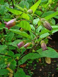 Pin On Poisonous Plants