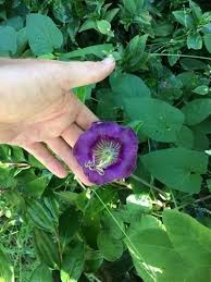 Image result for Cobaea