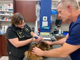 Apply to call center representative, mental health technician, patient services representative and more! Emergency Animal Hospital San Antonio Tx Night Watch