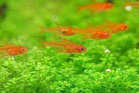 Top 10 Small Freshwater Fish For Small Aquariums Homegearx