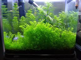 Our care guide will help you understand the 8 care and maintenance. I Ve Got A Monte Carlo Forest Going On Aquariums