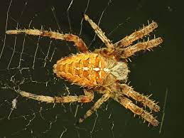 They feed primarily on insects and other small organisms entrapped in their sticky webs. Bay Nature Magazine A Sign Of Fall When Pumpkin Spiders Are On The Move