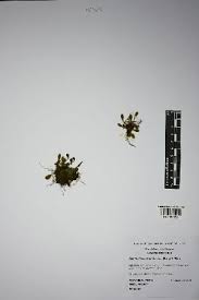 Image result for Elaphoglossum macropodium