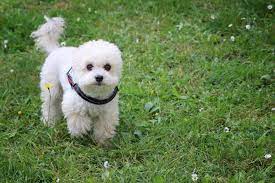 hunderassen die nicht haaren ubersicht beliebter rassen fluffis de dogs small dog breeds dog breeds