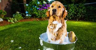 Pet grooming is a very specialized service and business. Mobile Groomer In Belvidere Il Traveling Paws Mobile Grooming Llc