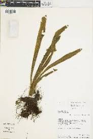 Image result for Elaphoglossum lancifolium