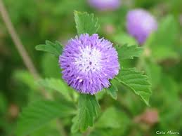 Image result for Centratherum