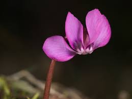 Image result for Cyclamen parviflorum
