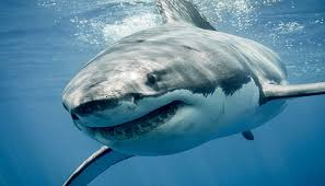 Shark meat was put on display at a local super store in pakistan recently and its photo went viral. Electronic Shark Deterrents Can Save Lives
