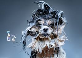 Dr Dog Dry Shampoo Wet Dogs Adeevee Dog Shampoo Dogs Dog Print
