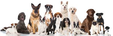 Find Tests Veterinary Genetics Laboratory