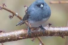 Ranger Workshop - Backyard Birding