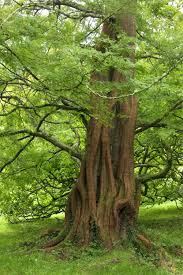 Bedenken sie eine anschaffung genau. Pin Auf Baum