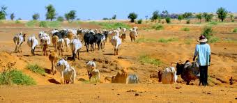 We've created pages with links to specific resources that may help you make those decisions. Livestock And Climate Change 16 West And Central African Countries To Move Forward