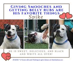 Image May Contain Dog And Text Dogs Dog Pounds Nyc Dogs