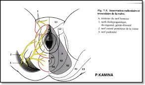 La névralgie survient lorsque la douleur est ressentie sur le territoire du nerf pudendal. Pudendalgie Clunealgie Ou Syndrome Myofascial Osteopathe A Paris