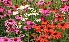 These delightful flowers bloom all year round and are one of the most vibrant in the autumn months, making them the perfect choice for a september birthday. What Are 5 Long Lasting Flowering Plants
