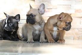 Find the perfect french bulldog puppy for sale in houston, texas at next day pets. View Ad French Bulldog Puppy For Sale Near Texas Houston Usa Adn 73986